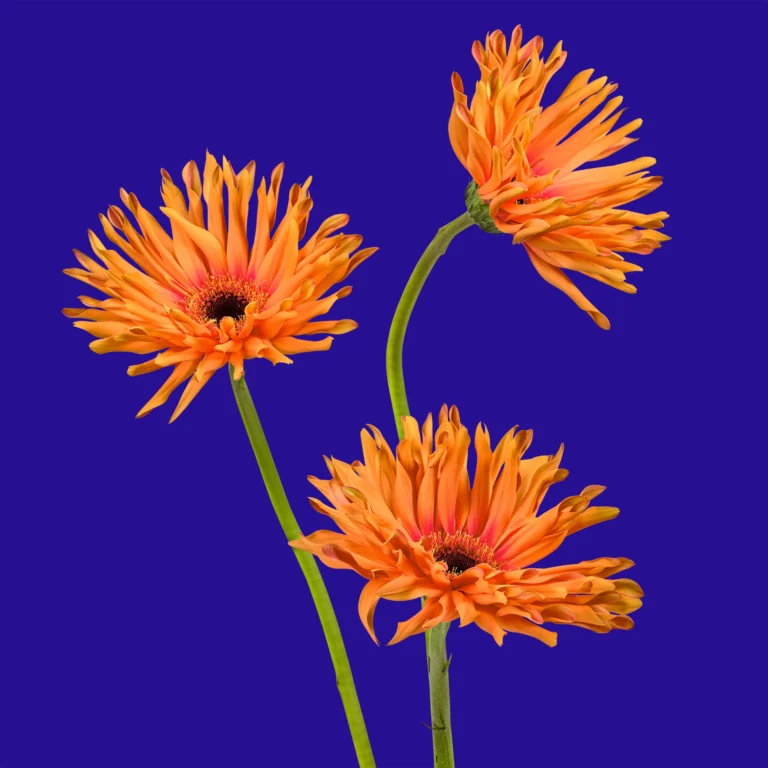 Gerbera-bloemenbureau