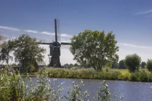 A windmill tucked behind reeds on a sunny clear morning