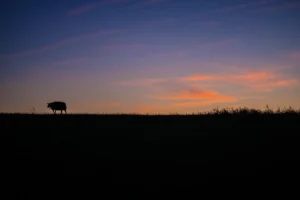 Lone lost sheep adrift on Braassemermeer's lakeside, wandering reed-fringed waters under a vast Dutch polder sky.