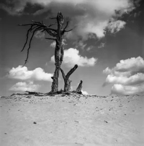 Veluwe - verlaten boom zandvlakte Wekeromse Zand