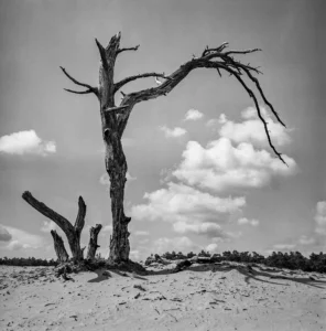 Veluwe - Wekeromse zandverstuiving - analoog Bronica S2A