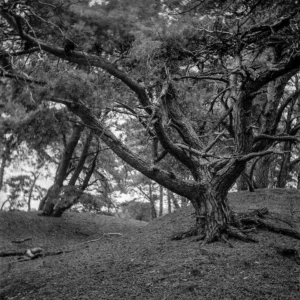 Veluwe - Verdwaald op de zandvlakte