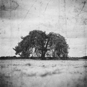 Veluwe - Zandverstuiving De Haere Doornspijk