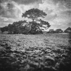 Veluwe - Zandverstuiving Kootwijkerzand