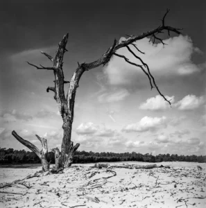 Veluwe - Wekeromse Zand - analoog Bronica S2A