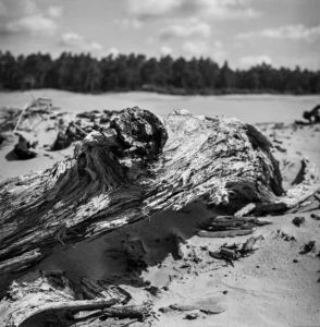 Veluwe - Wekeromse Zandverstuiving