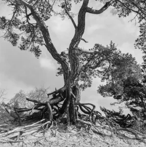 Veluwe - Wekeromse Zandverstuiving